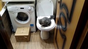 Приучаем котенка к унитазу. Его первый опыт. Котенку 3 месяца.