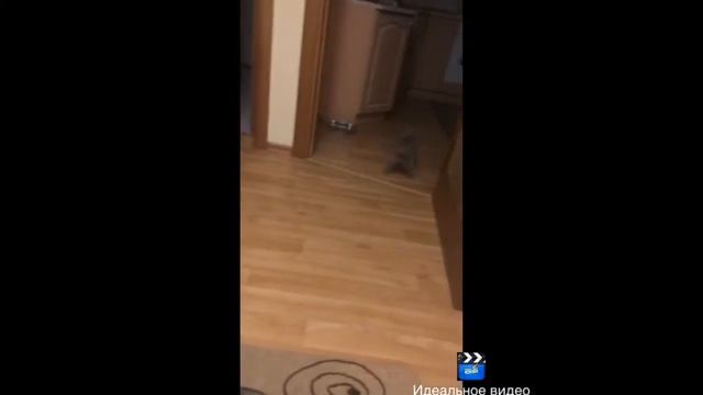 Пугливая кошка смотреть онлайн