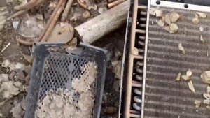 проливаем грядки под огурцы БАЙКАЛОМ ЭМ-1