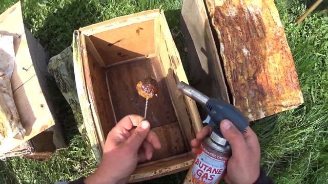 Спасём пчёл от гибели, комплектуем ловушки, и устанавливаем их на деревья. смотреть онлайн