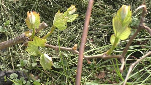 Виноград на второй год Особенности ухода и нормировки у двухлетних саженцев смотреть онлайн