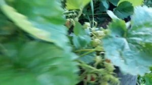 Клубника Купчиха и другая моя любимица и мои действия во время сбора ягод