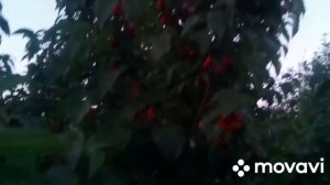 21/Варенье из кизила/ как растет кизил.