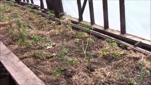 Посадка томатов в теплые грядки в теплице  Благушка Людмила