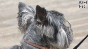 Как правильно гулять с собакой в городе?