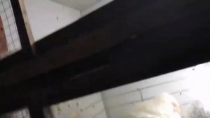 Идём собирать яйца у курей