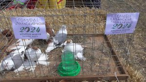 Голуби. 2024 АГРАРНАЯ НЕДЕЛЯ Орловской области