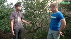 Когда сажать осенью деревья? Какого размера должна быть яма?