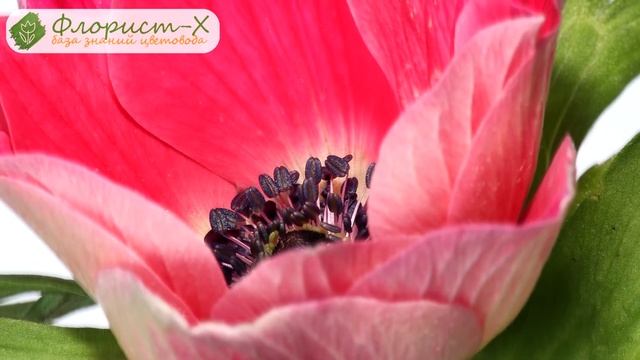 ? Уход за анемоной в саду: полив и подкормка, анемона после цветения смотреть онлайн