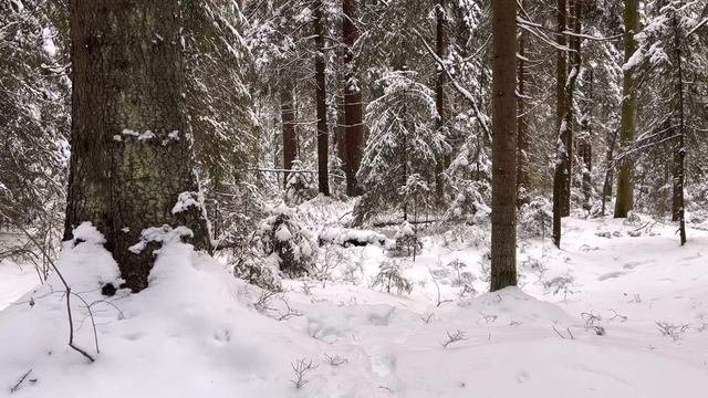Зимние маскхалаты