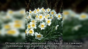 Нарциссы садовые: особенности посадки и выращивания весенних первоцветов