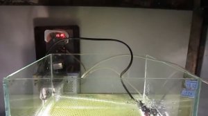 Готовлю суматранских барбусов к нересту