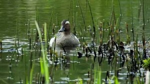 ЧИРОК ТРЕСКУНОК