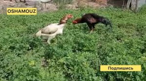 Новый пара Чистый О Шамо Петух Красавчик Наталья линия Курочка Бабочка линия Шамо жужа тухум сотлад