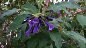 Deep Blue Iochroma Australis - Acnistus Eriolarynx australis - Blue Brugmansia HD 02