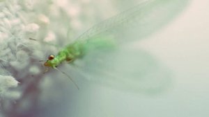 Златоглазка