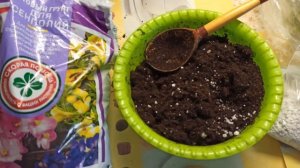 Как я пересаживаю фиалку/ Пересадка фиалок