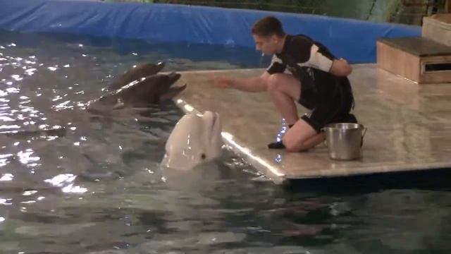 Сольная песня белухи смотреть онлайн