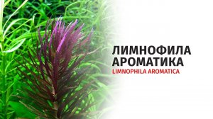 Лимнофила ароматика / Limnophila aromatica