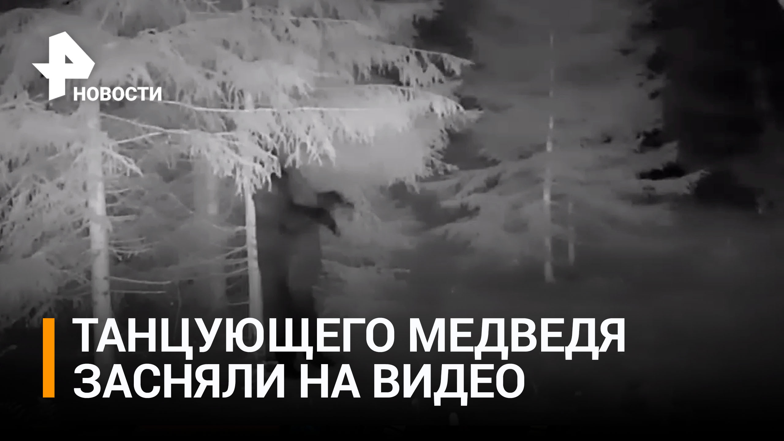 Танцующий медведь в лесу перед зимней спячкой / РЕН Новости