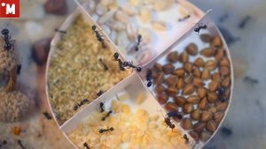 Чем кормить муравьев. Муравьи жнецы и семена.