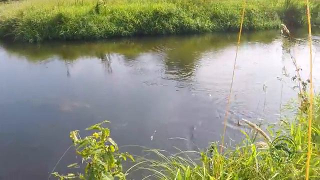 Поиск и поимка трофейного голавля на малой реке.