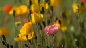 На нейтральной полосе...