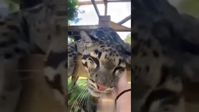 ДЫМЧАТЫЙ ЛЕОпАрД?SMOKE LEOPARD? смотреть онлайн