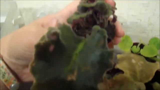 Пересадка Сенполий