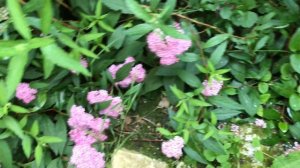 Spirée d'été 'Spirea japonica' Du rose au blanc une aquarelle de nuances douces.