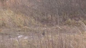 Тетерева со всех окрестностей слетелись на эту дорогу.