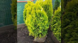 Туя Западная Янтарь