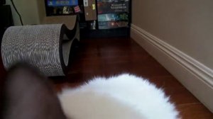 Котик мурлычет.