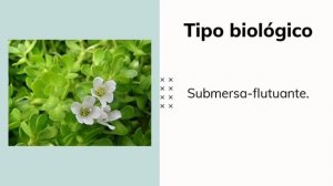 Plantas Low Tech: Bacopa monnieri