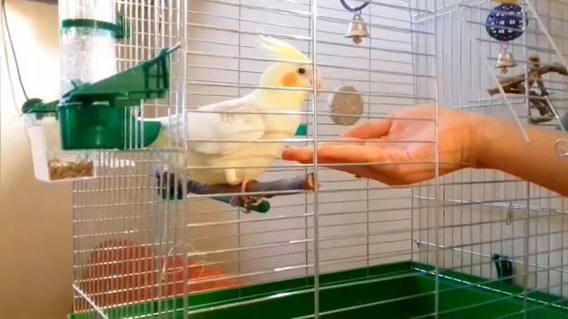 Как приручить кореллу 4. Неужели он сел ?!?!? смотреть онлайн