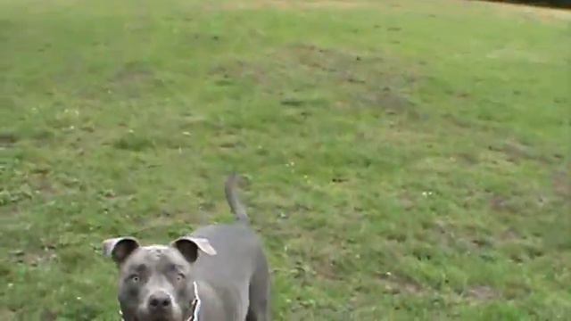 Pitbull chuck it смотреть онлайн