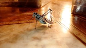 Кузнечик хочет кузнечика.