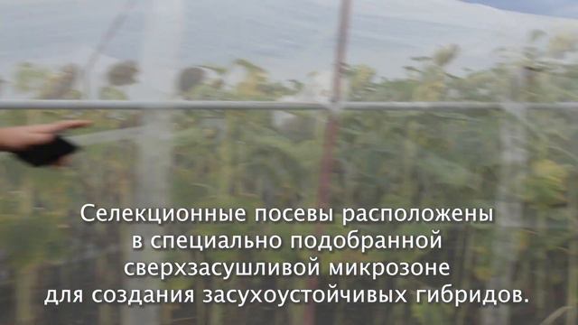 Почему украинские селекционные компании не снимают ролики о своей селекционной работе?