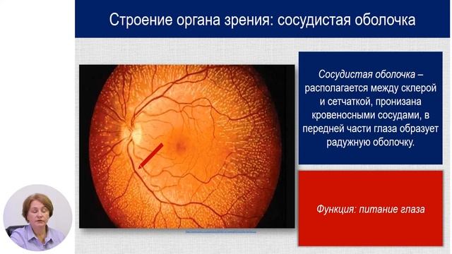 Биология, 8-й класс, Органы чувств у человека. Зрительный анализатор...