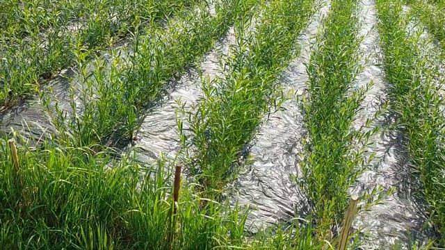 ИВА-ПАРК Плантация ивы 28 июня 2021 года. смотреть онлайн