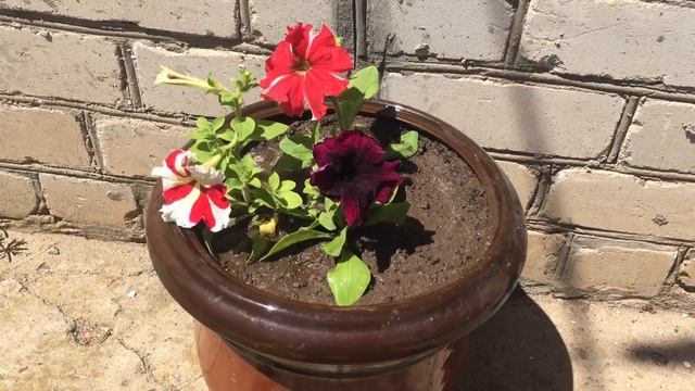 Высадка ПЕТУНЬИ и кто живёт на КРЫШЕ дома смотреть онлайн