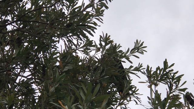 Черный Какаду смотреть онлайн