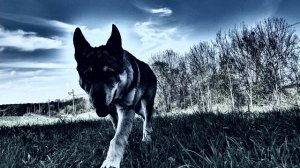 Mein teil - Czechoslovakian wolfdog
