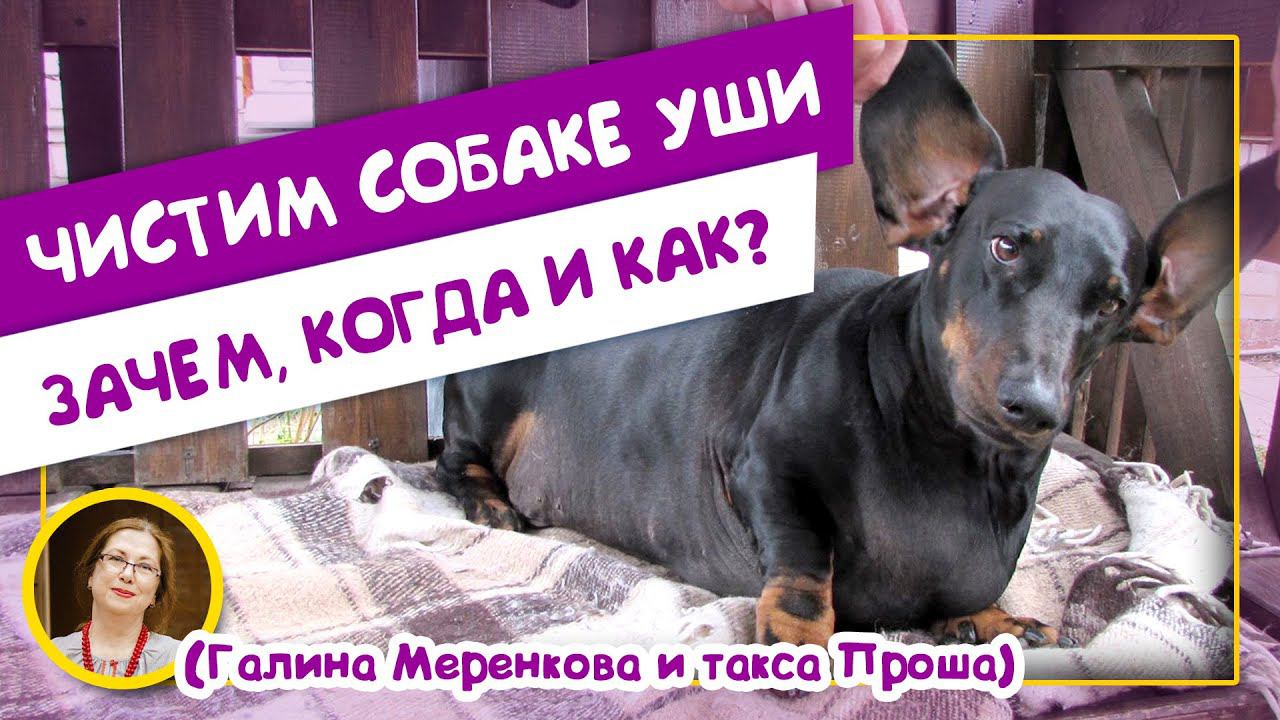 Чистим собаке уши. Зачем когда и как? Галина Меренкова и такса Проша