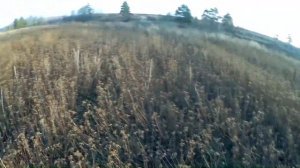 Охота на русака со спрингер спаниелем