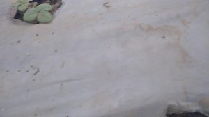 Клубника ранней весной, чем кормить, пока ещё холодно! (часть 1)