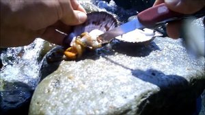 Как почистить Японского гребешка.