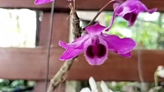 Dendrobium parishii Pink & Alba смотреть онлайн
