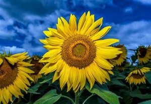 Мария Пахоменко подсолнухи.mp4