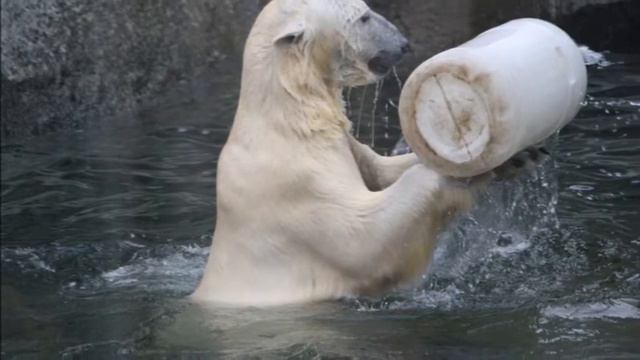 Московский зоопарк смотреть онлайн